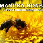Manuka Honey A Sweet and Healing Nectar
