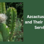 Cactus Experts in Mesa