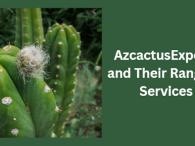 Cactus Experts in Mesa