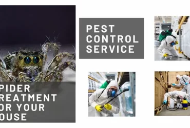 spider treatment for house