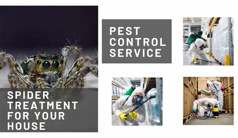 spider treatment for house